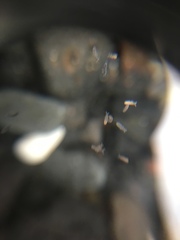 Collembola