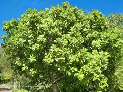 Ficus cyathistipula