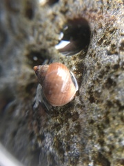 Gastropoda