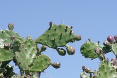 Opuntia monacantha
