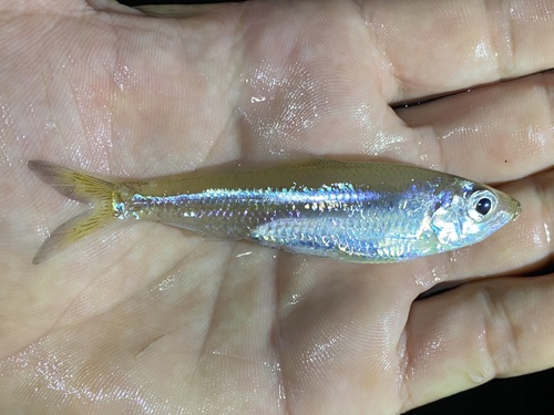 Big-toothed Pellonula