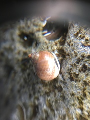 Gastropoda