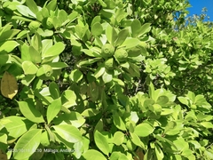 Ficus cyathistipula