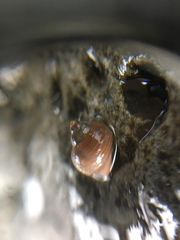 Gastropoda