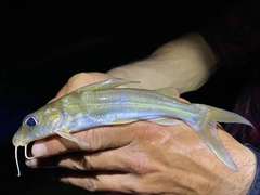 Chrysichthys aluuensis