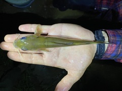 Chrysichthys aluuensis