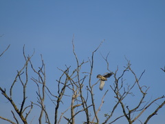 Falco tinnunculus tinnunculus