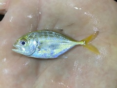 Caranx