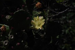Opuntia monacantha