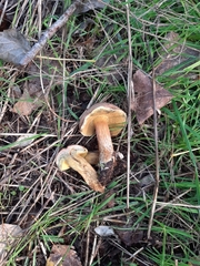 Xerocomellus cisalpinus