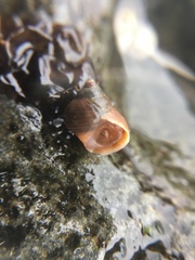 Gastropoda