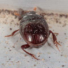 Pseudocanthon perplexus