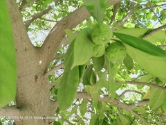 Ficus cyathistipula