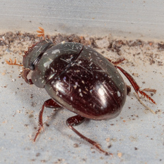 Pseudocanthon perplexus