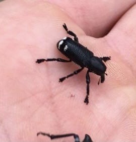 Nothofagius