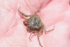 Hymenosoma orbiculare