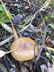 Suillus