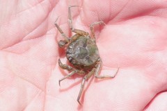 Hymenosoma orbiculare