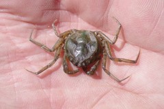 Hymenosoma orbiculare