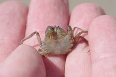 Hymenosoma orbiculare