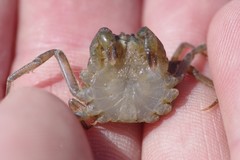 Hymenosoma orbiculare