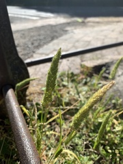 Poeae