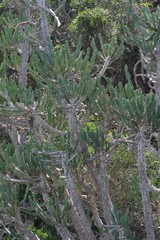 Euphorbia triangularis