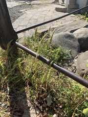 Poeae