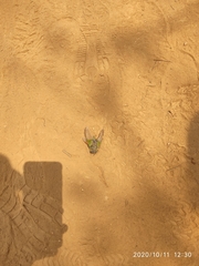 Hemisciera maculipennis