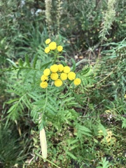 Tanacetum vulgare