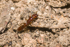 Acanthostichus brevicornis