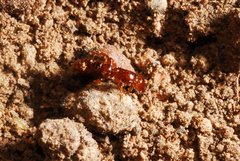 Acanthostichus brevicornis