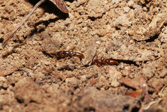 Acanthostichus brevicornis
