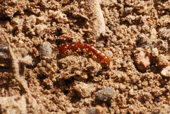 Acanthostichus brevicornis