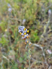 Monnina philippiana