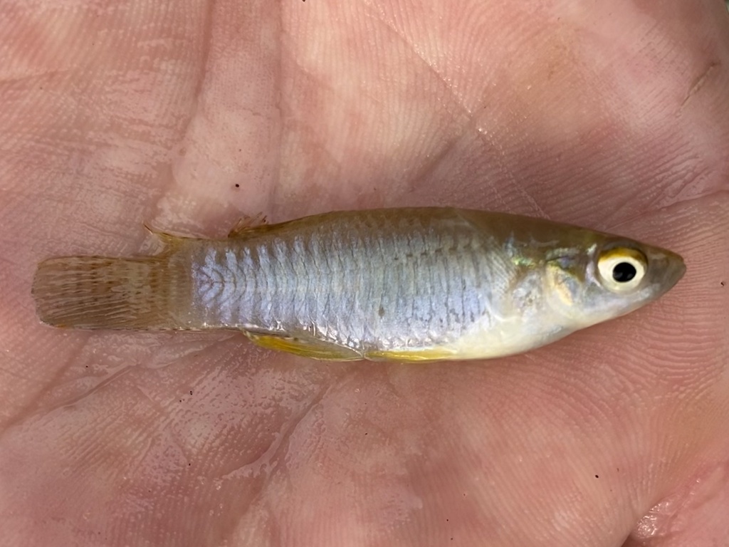 Banded Lampeye