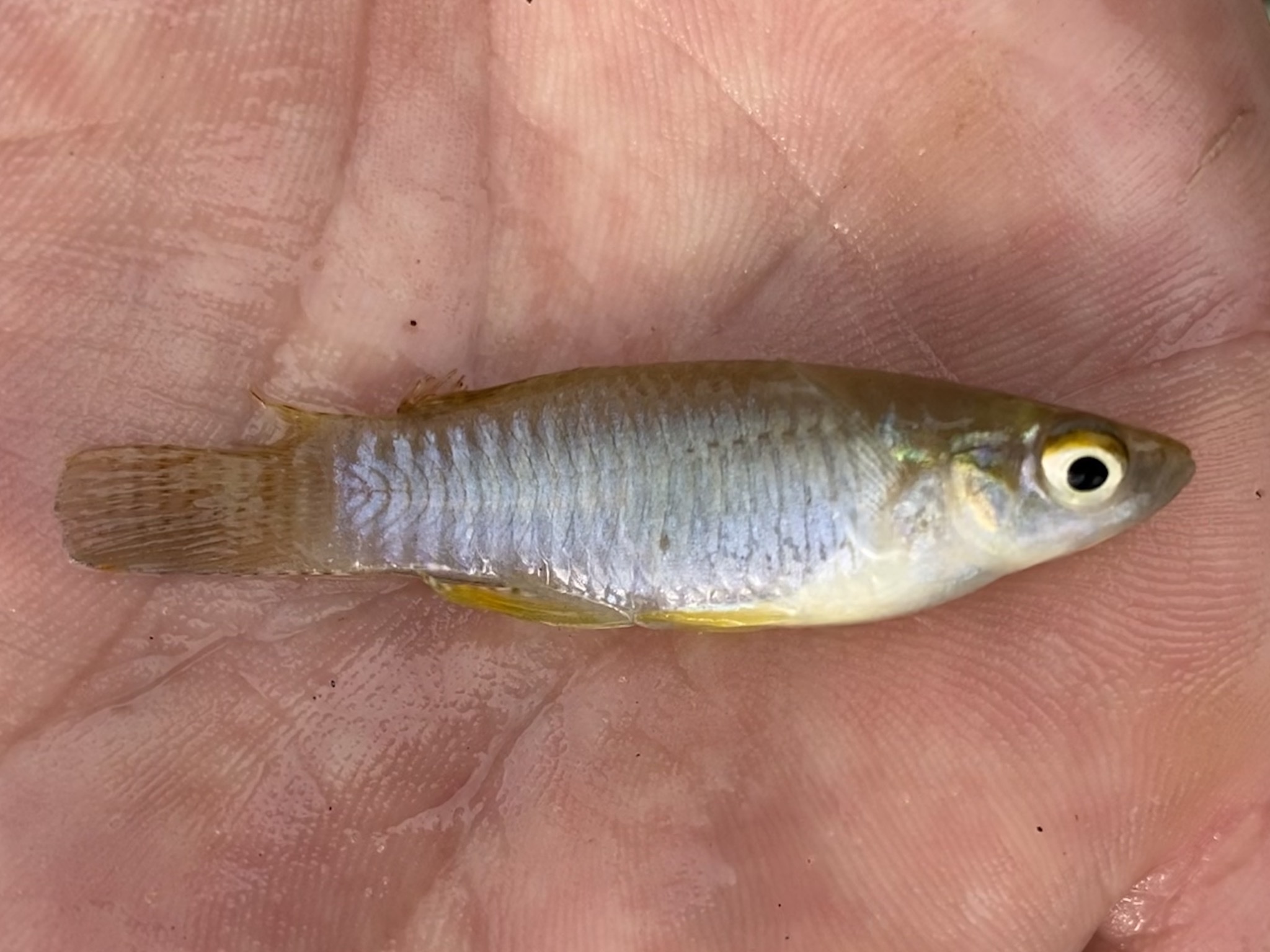 Aplocheilichthys spilauchen