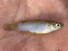 Banded Lampeye photo 1