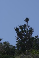 Euphorbia triangularis