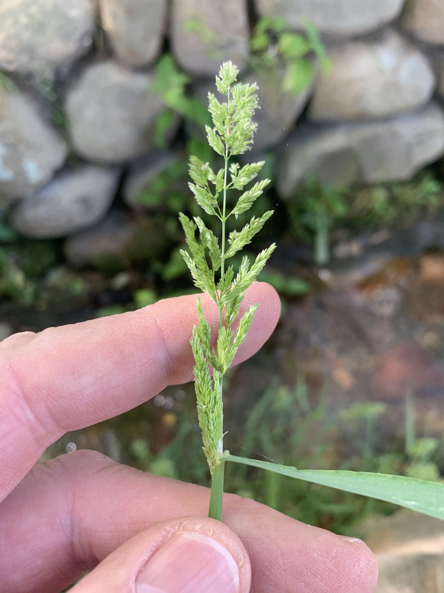 (c) Dave Richardson, certains droits réservés (CC BY) https://www.inaturalist.org/observations/62897683