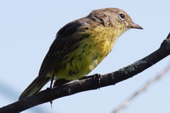 Setophaga kirtlandii