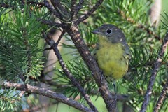 Setophaga kirtlandii