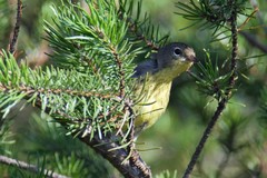 Setophaga kirtlandii