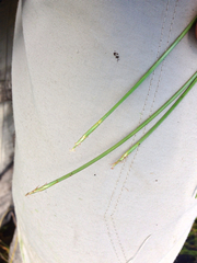 Eleocharis robbinsii