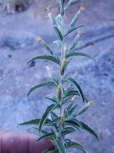 Image of Brickellia lemmonii by no rights reserved