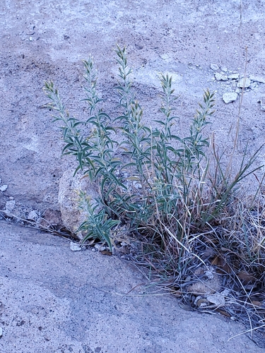 Image of Lemmon's Brickellbush (Brickellia lemmonii) by no rights reserved