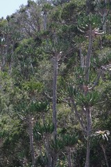 Euphorbia triangularis