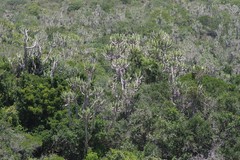 Euphorbia triangularis