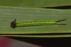 Elymnias hypermnestra