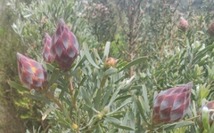Leucadendron rubrum